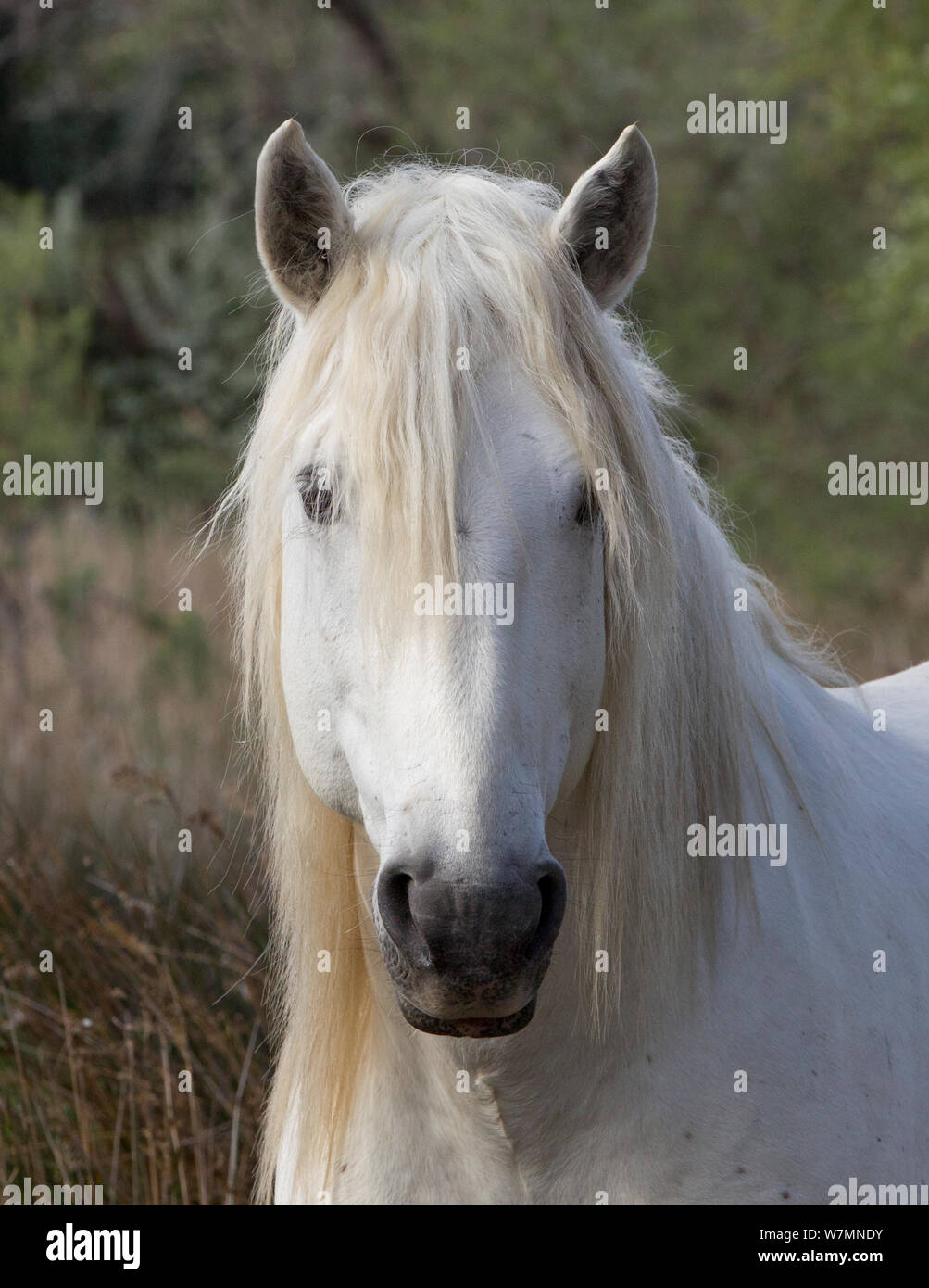 White Horse der Camargue, Porträt, Camargue, Südfrankreich. Stockfoto