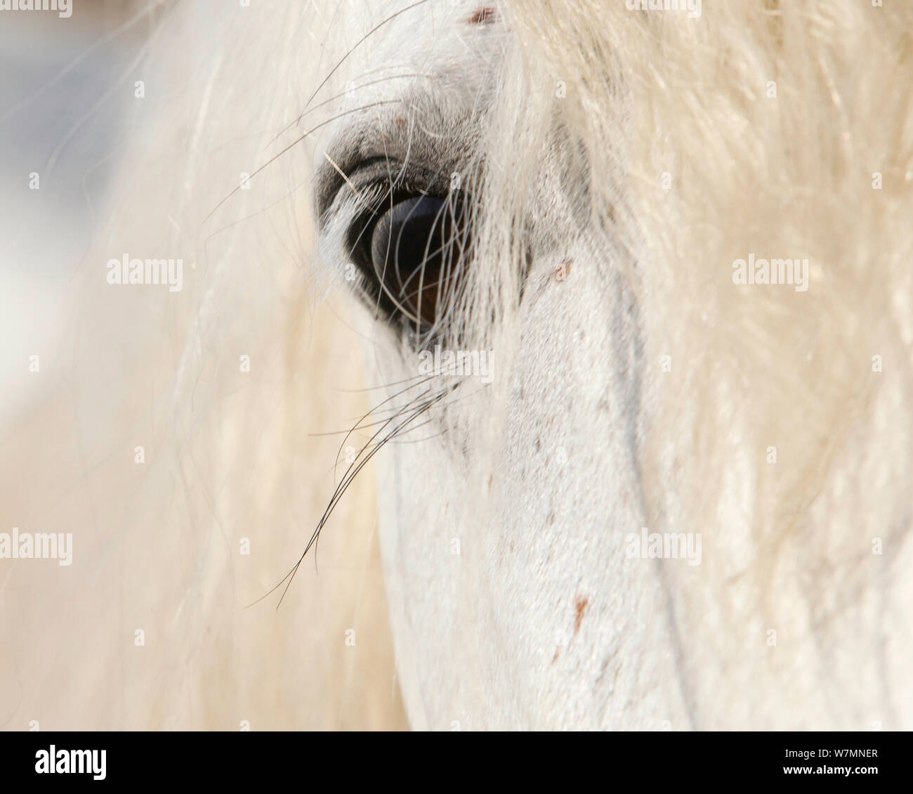 White Horse der Camargue, Auge Detail, Camargue, Südfrankreich. Stockfoto