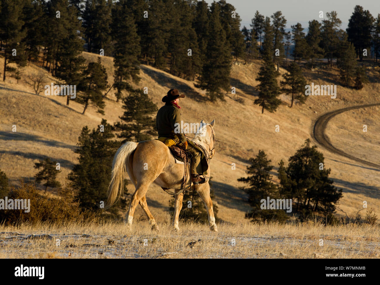 Cowboy reiten, Wyoming, USA, Februar 2012, Modell freigegeben Stockfoto