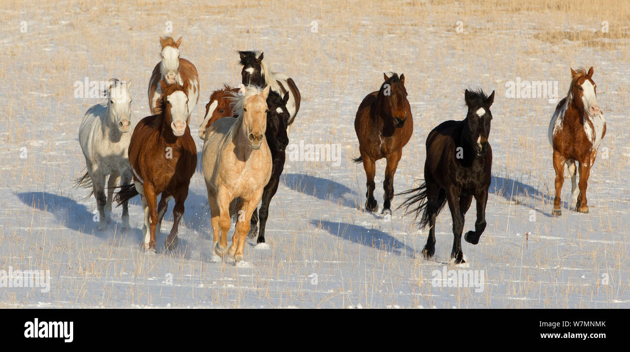 Herde von paint Quarter Horses durch Schnee, Wyoming, USA trotten, Februar 2012 Stockfoto