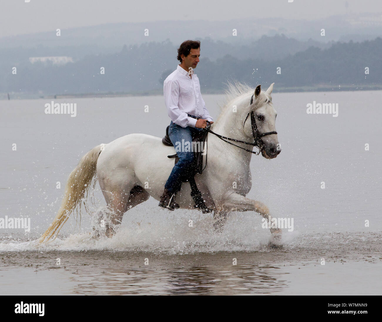 Lusitano Pferd, Mann, Hengst durch Wasser, Portugal, Mai 2011, Modell freigegeben Stockfoto