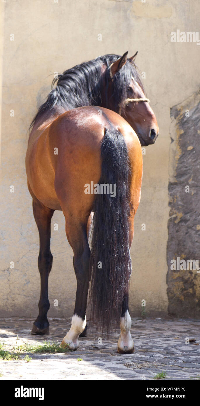 Lusitano Pferd, Ansicht von hinten am Gebäude im Innenhof, die Königliche Reitschule, Lissabon, Portugal, Mai 2011 Stockfoto