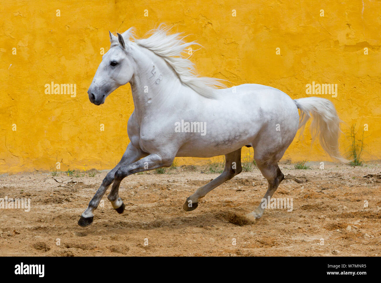 Lusitano Pferd, graue Hengst Galopp, Portugal Stockfoto