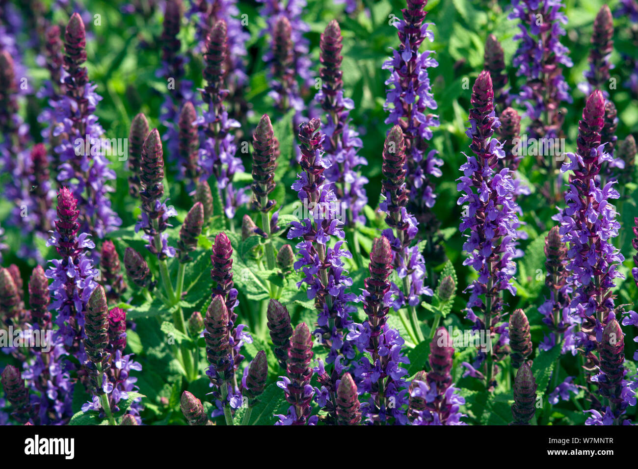 Salvia officinalis Sensation Himmel blau Stockfoto