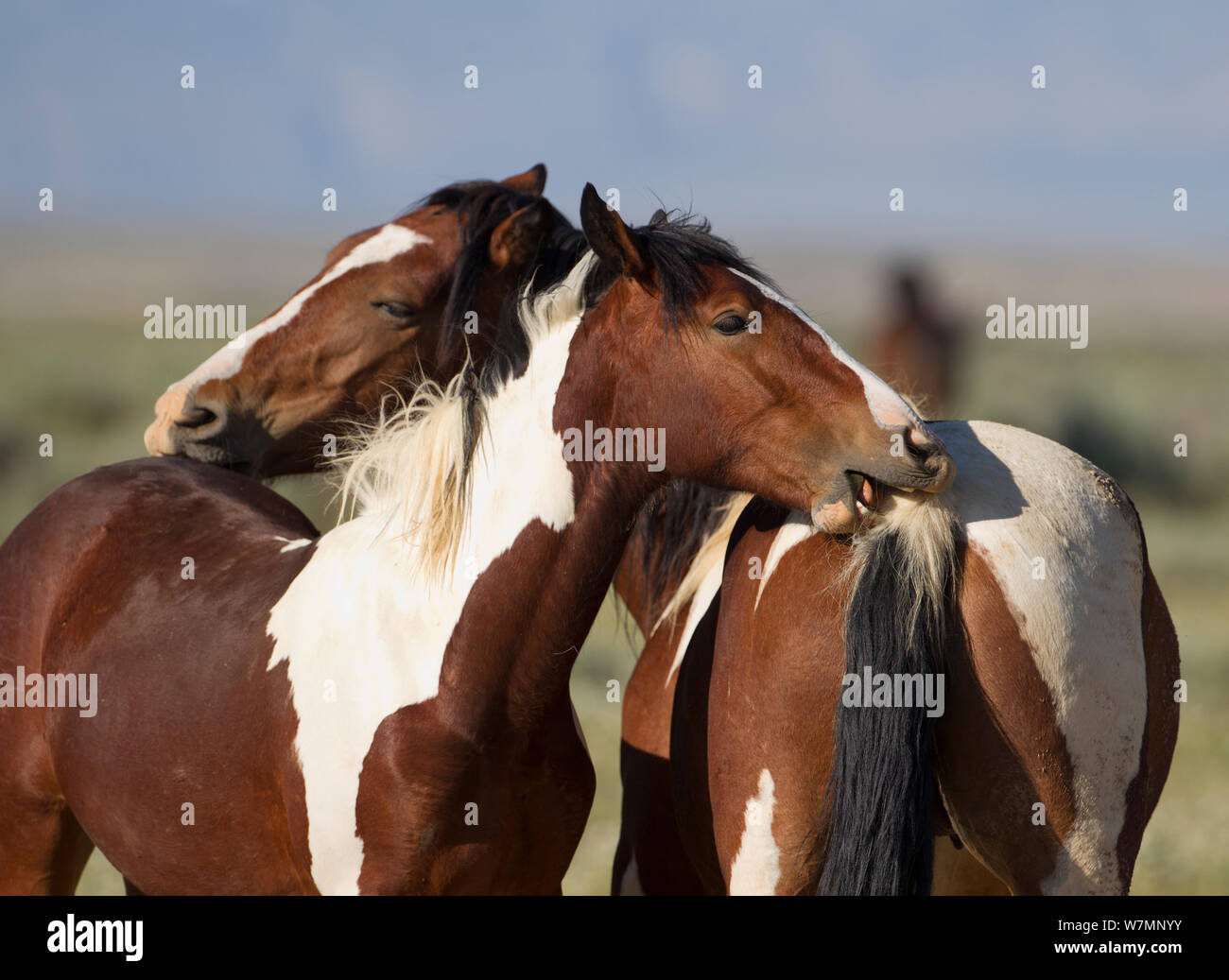 Wilde Pferde/Mustangs, zwei pintos, gegenseitige Fellpflege, McCullough Peaks, Wyoming, USA Stockfoto