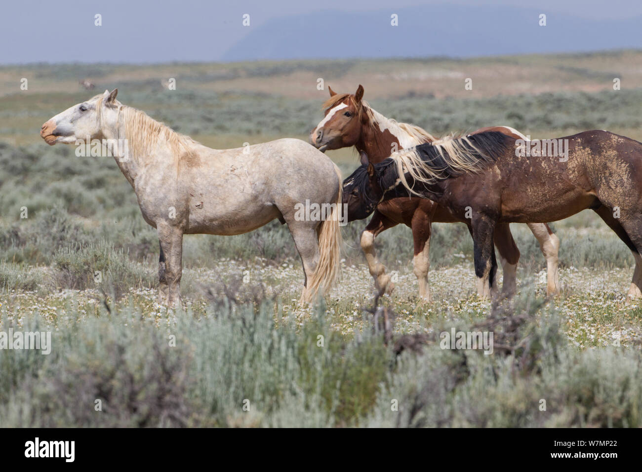 Wilde Pferde/Mustangs, Männchen Weibchen schnüffelt, McCullough Peaks, Wyoming, USA Stockfoto
