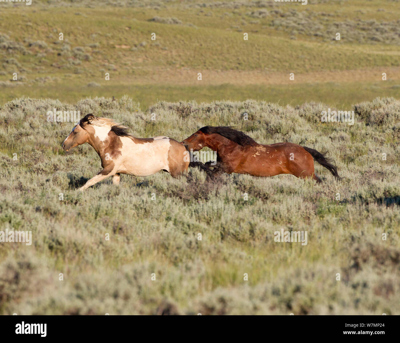 Wilde Pferde/Mustangs, Bucht jagen und Beißen eines Pinto, McCullough Peaks, Wyoming, USA Stockfoto