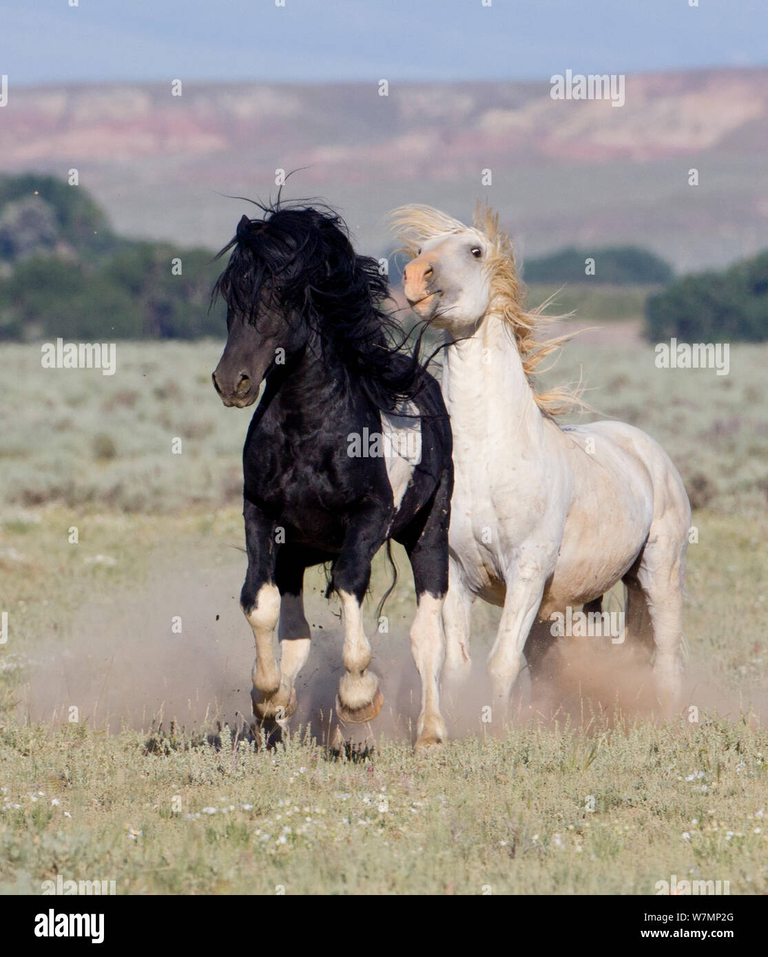 Wilde Pferde/Mustangs, schimmelhengst Jagen pinto Hengst, McCullough Peaks, Wyoming, USA Stockfoto