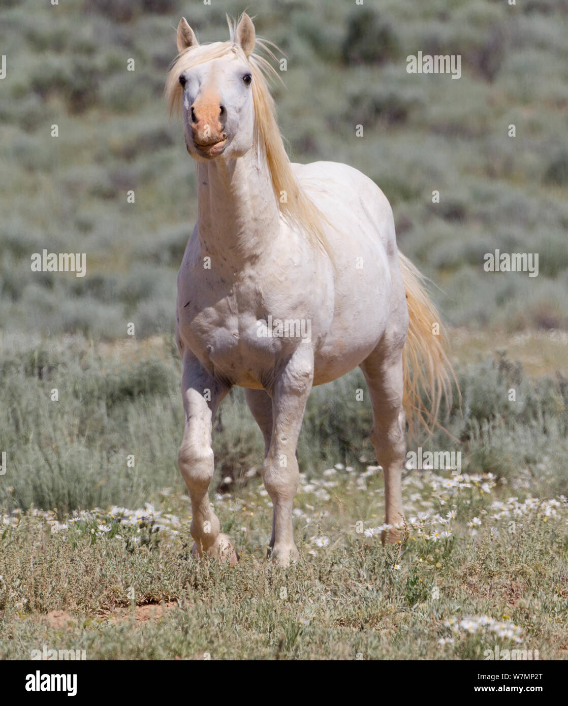 Wilde Pferde/Mustangs, graue Hengst in der Luft für weibliche in Östrus, McCullough Peaks, Wyoming, USA Stockfoto
