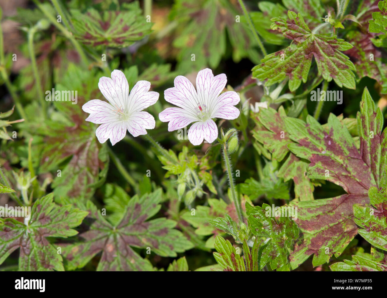 Geranium x Oxonianum "Katherine Adele" Stockfoto