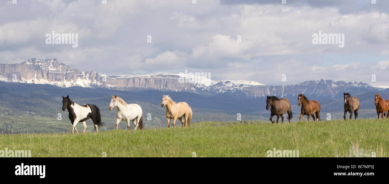 Herde von Pferden auf der Ranch mit Bergen im Hintergrund, Jackson Hole, Wyoming, USA, Juli 2011 Stockfoto