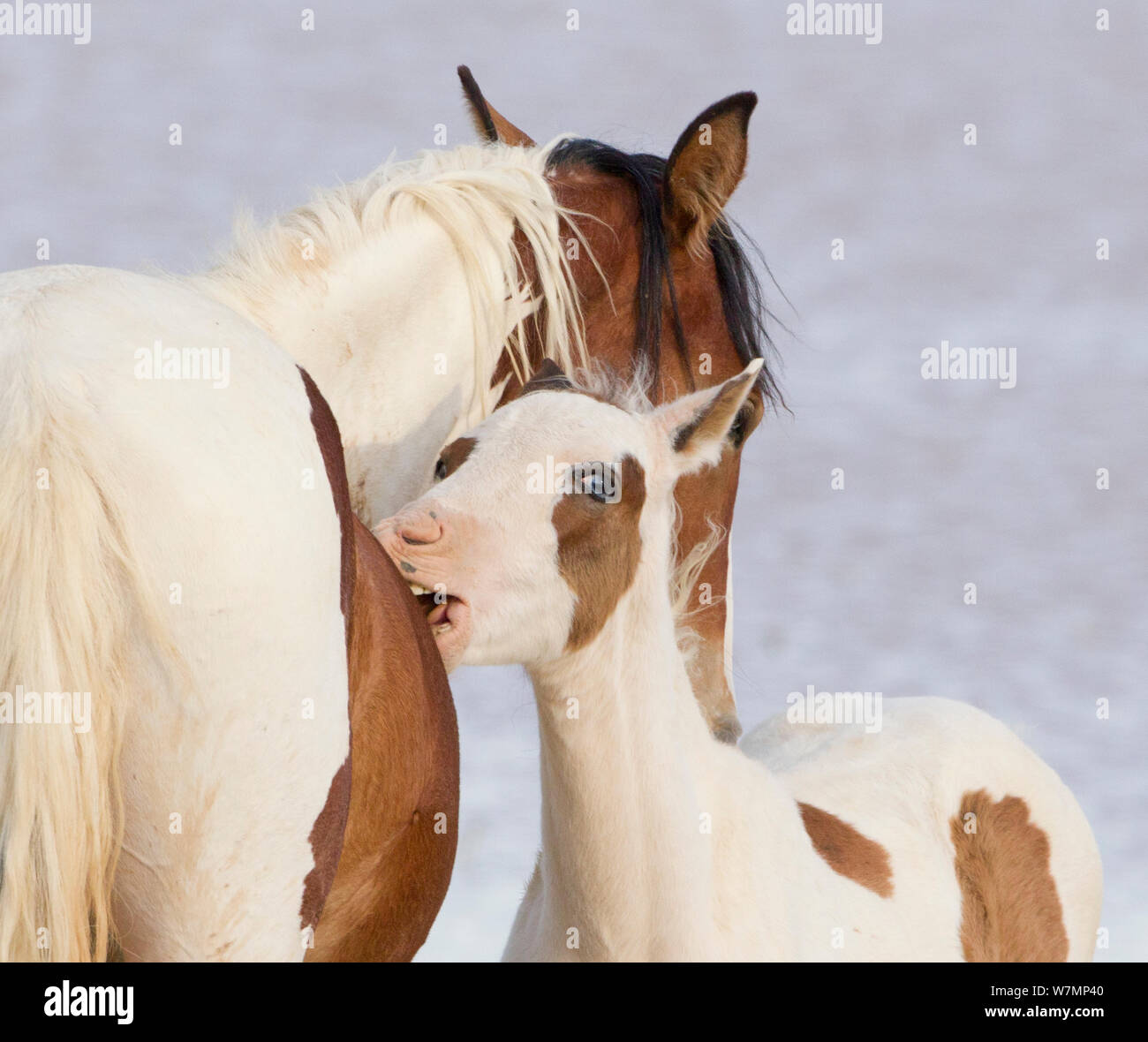 Wilde Pferde/Mustangs, pinto Stute und Fohlen gegenseitige Fellpflege, McCullough Peaks, Wyoming, USA Stockfoto