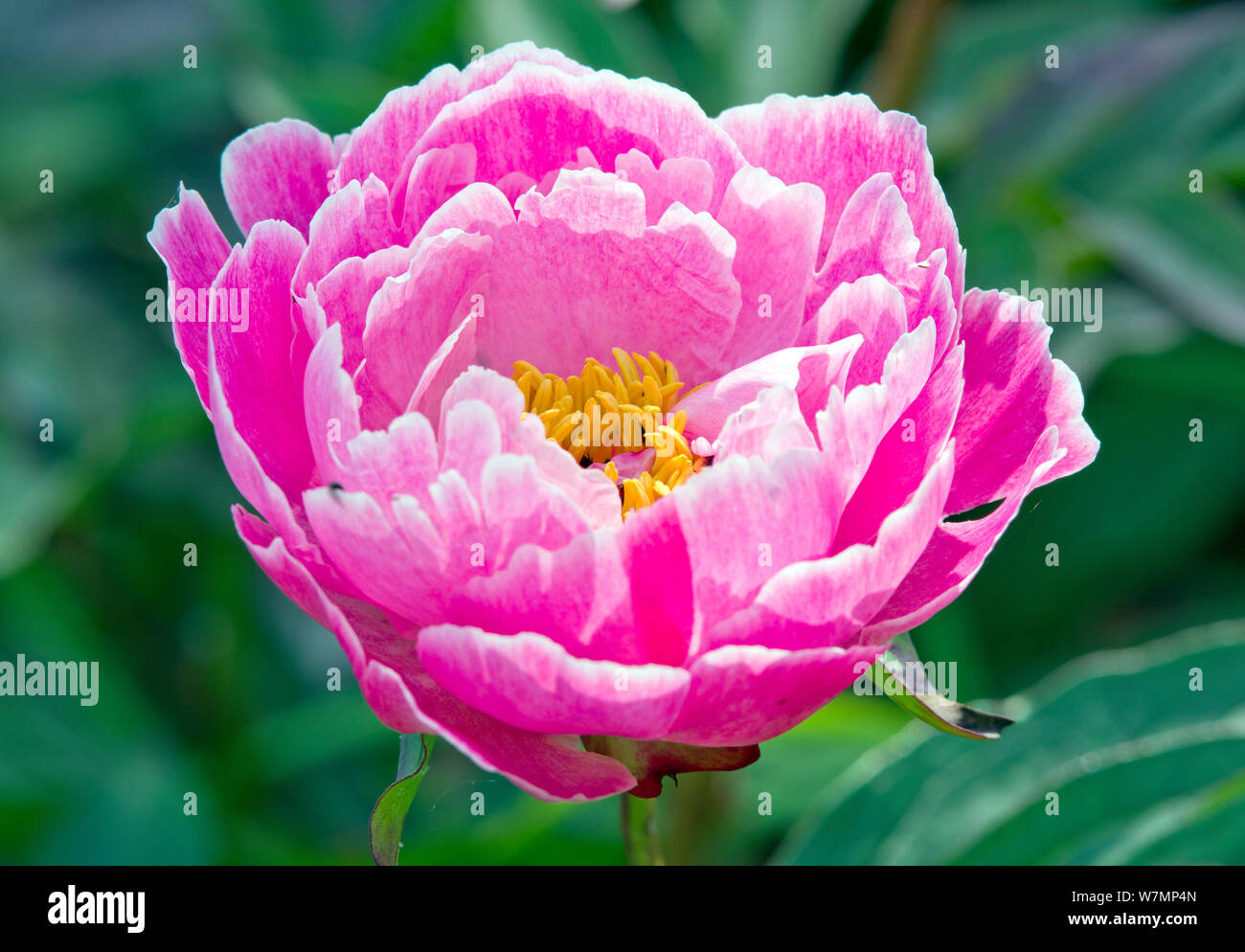 Paeonia lactiflora Shen Tao Hua Stockfoto