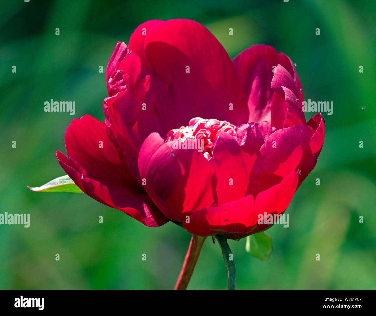 Paeonia lactiflora 'Red Charm' Stockfoto