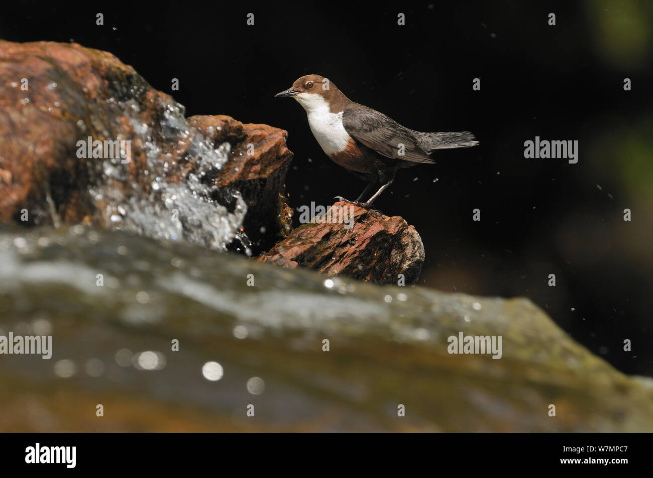 Wasseramseln (Cinclus Cinclus) auf Felsen im Stream. Perthshire, Schottland, Mai. Stockfoto