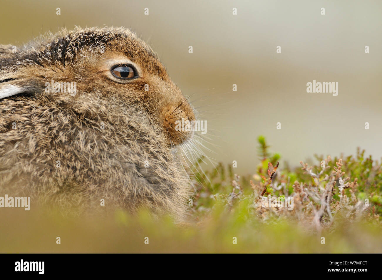 Schneehase (Lepus timidus) Sub-Erwachsenen leveret Mitte Sommer, Cairngorms National Park, Schottland, Juli. Stockfoto