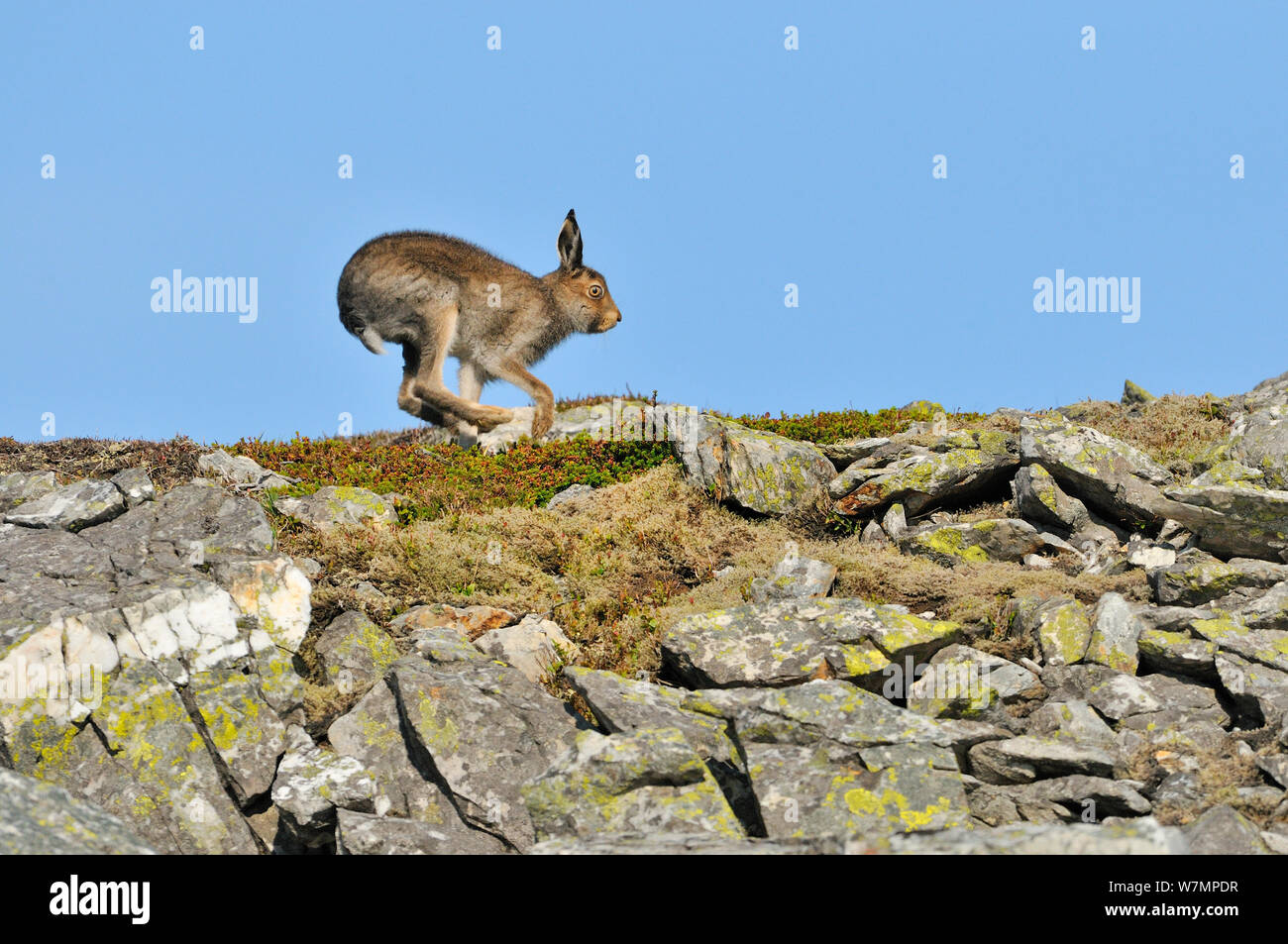 Schneehase (Lepus timidus) zusammen Rock Ridge läuft. Cairngorms National Park, Schottland, Juli. Stockfoto