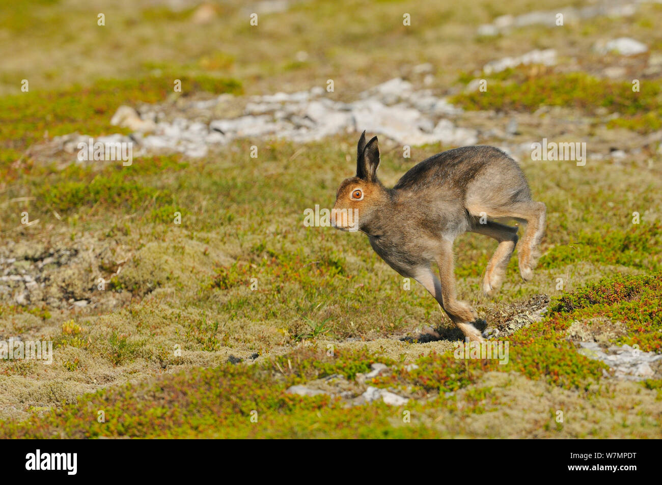 Schneehase (Lepus timidus) läuft. Cairngorms National Park, Schottland, Juli. Stockfoto