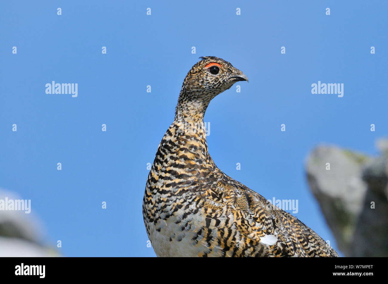 Alpenschneehuhn (Lagopus mutus) Henne im Sommer Gefieder. Cairngorms National Park, Schottland, Juli. Stockfoto