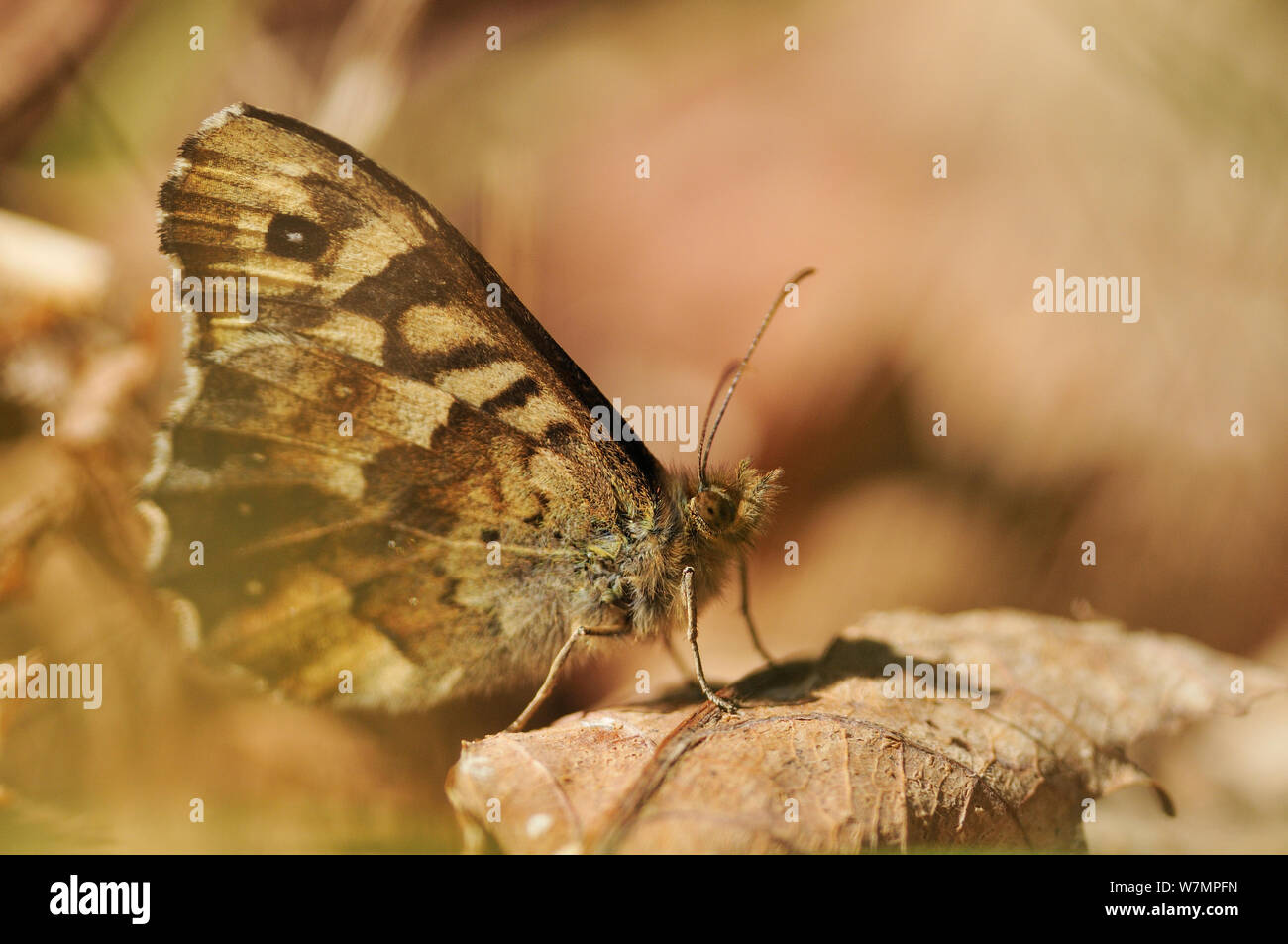 Hauhechelbläuling Schmetterling (Pararge depressa) ruht auf toten Eichenlaub bei Sonnenuntergang, Atlantischer Eichenwälder, Sunart, Schottland, Mai. Wussten Sie schon? Schmetterlinge erinnern können, was sie als Caterpillar gelernt haben. Stockfoto