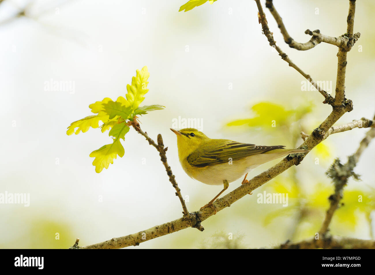 Holz laubsänger (Phylloscopus sibilatrix) auf einem Ast sitzend, Atlantischer Eichenwälder von Sunart, Schottland, Mai. Stockfoto