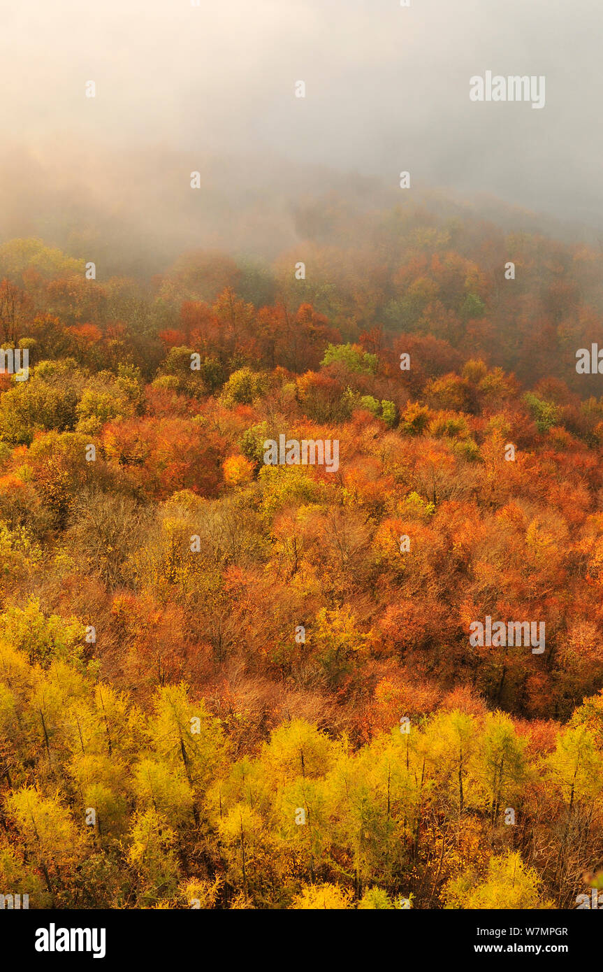 Einem nebligen Morgen Blick über einen Mischwald im Herbst, Kinnoull Hill Woodland Park, Perthshire, Schottland, November 2011. Stockfoto