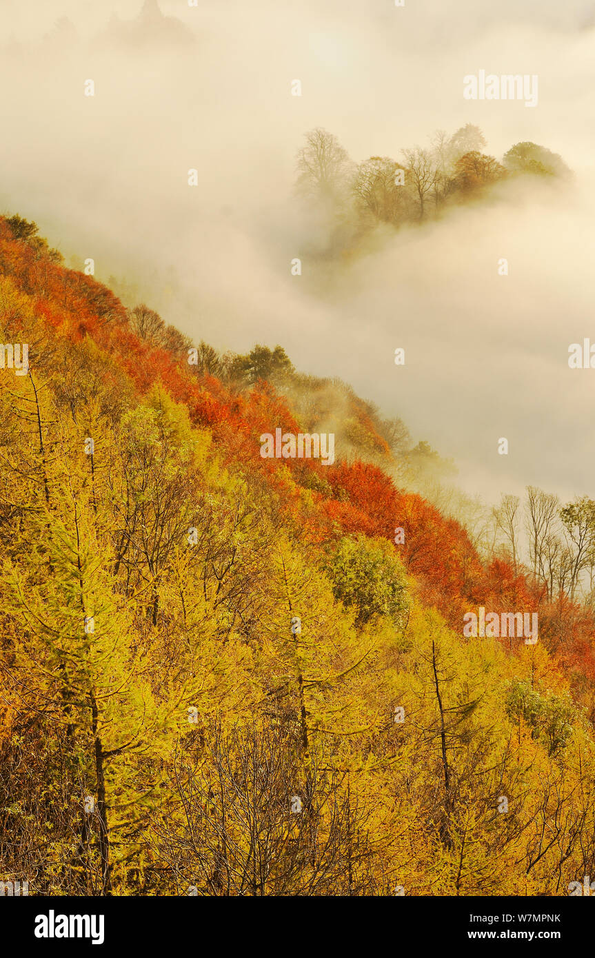 Einem nebligen Morgen Blick über einen Mischwald im Herbst, Kinnoull Hill Woodland Park, Perthshire, Schottland, November 2011. Stockfoto