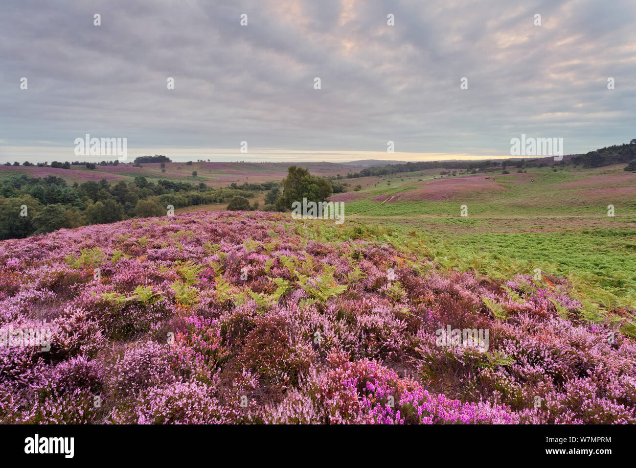 Blick über New Forest Heide Ling (Calluna vulgaris) und Glockenheide (Erica cinerea). Vereley Hill, Burley, New Forest National Park, Hampshire, England, UK, August. Stockfoto