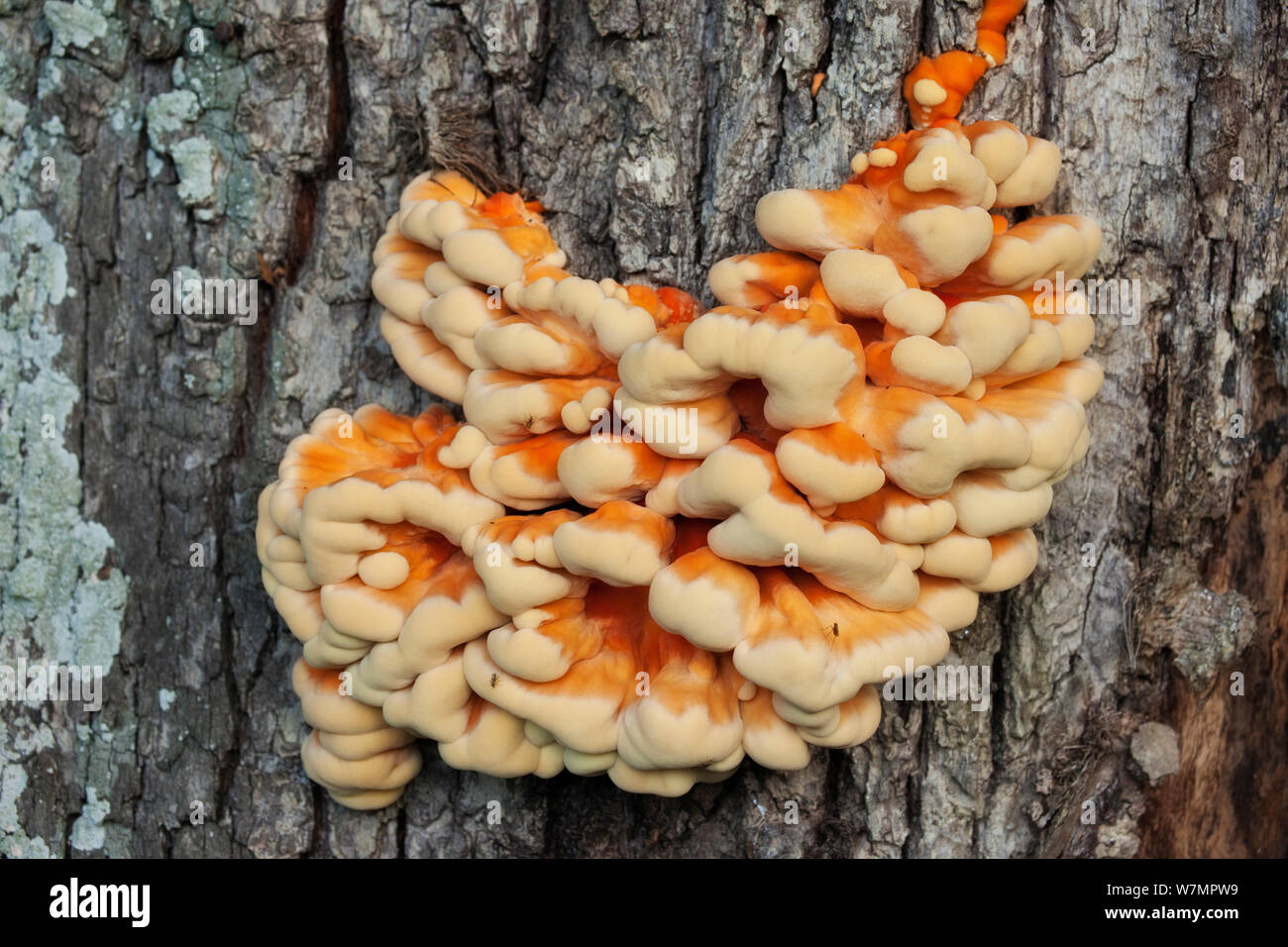 Huhn im Wald/Schwefel Polypore (Laetiporous sulfureus) Pilz. Linwood, New Forest National Park, Hampshire, England, UK, August. Stockfoto