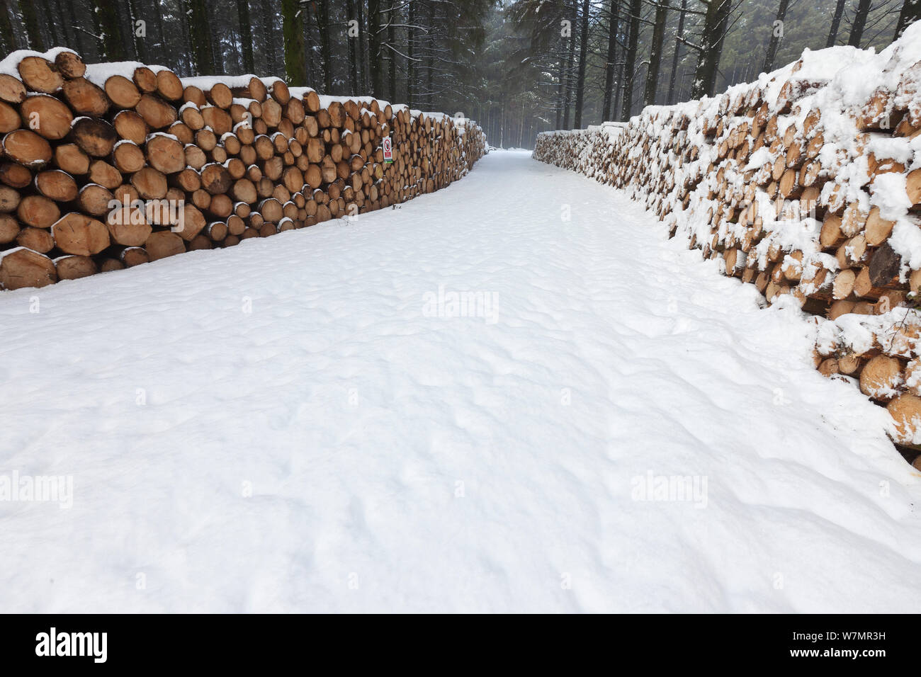 Schnittholz im Schnee gestapelt. New Forest National Park, Hampshire, England, UK, Dezember. Stockfoto