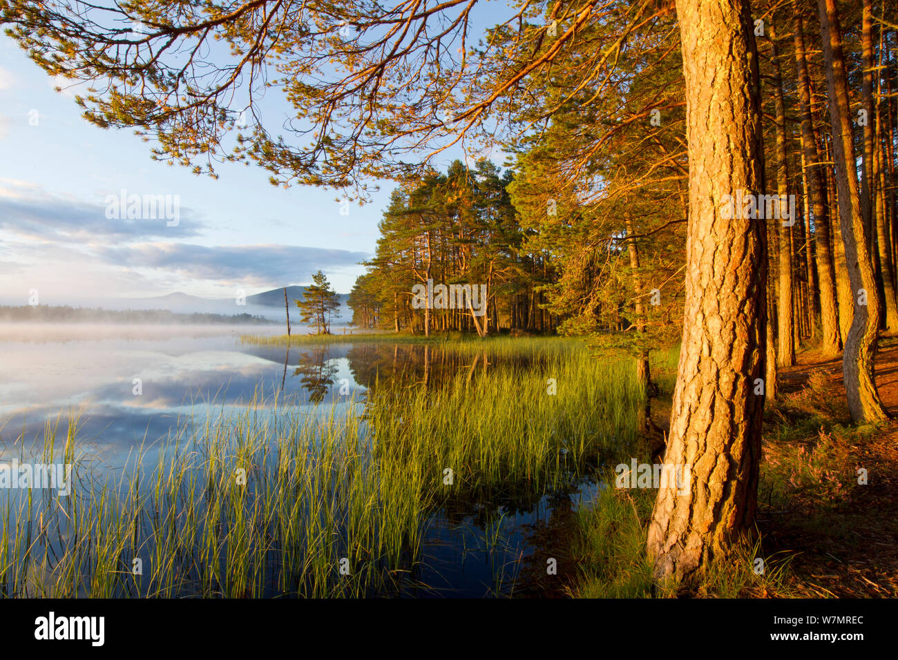 Loch Garten und Abernethy Wald. Cairngorms National Park, Schottland, UK, September 2011. Wussten Sie schon? Die menschliche Bevölkerung im Cairngorms ist sehr gering - nur 4,2 Menschen pro Quadratkilometer. Stockfoto