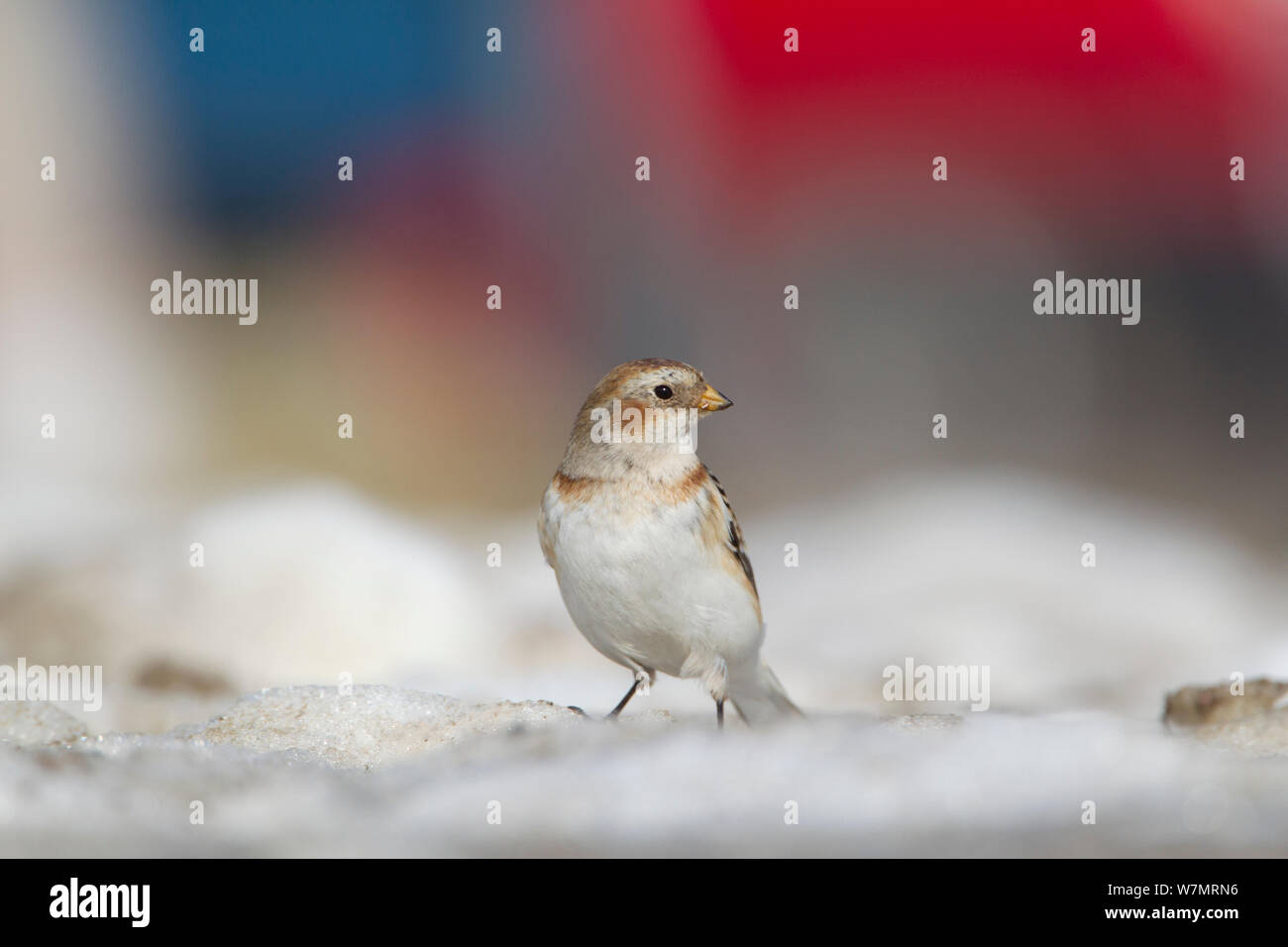 Schneeammer (Plectrophenax nivalis) im Winter Gefieder im Schnee in Glen Shee Parkplatz. Cairngorms National Park, Schottland, UK, Januar. Stockfoto