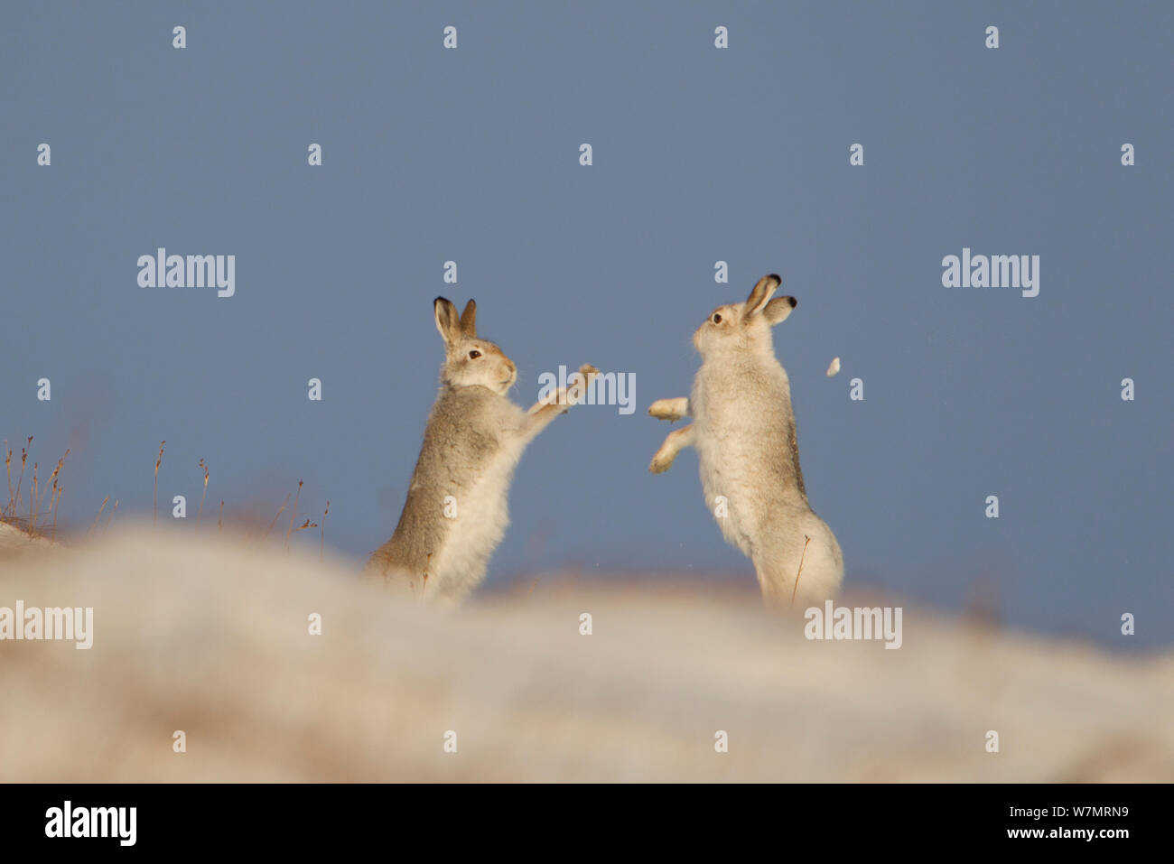 Schneehasen (Lepus timidus) Boxing im Winter. Cairngorms National Park, Schottland, UK, Januar. Nicht FÜR DEN VERKAUF IN ITALIEN BIS ZUM 31. DEZEMBER 2013 Stockfoto