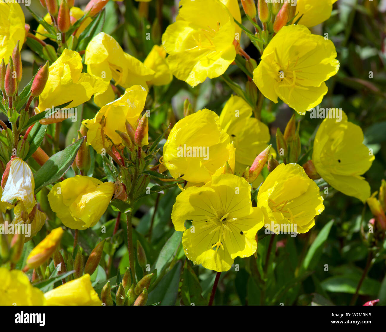 Oenothera 'Sommer Sonne' Stockfoto
