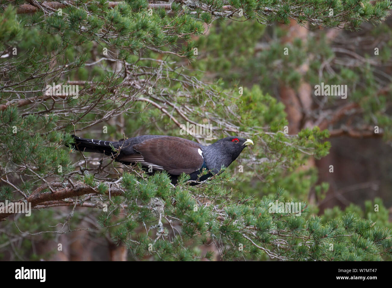 Männliche Auerhahn (Tetrao urogallus) auf pine Ästen thront, Cairngorms National Park, Schottland, März 2012. Stockfoto