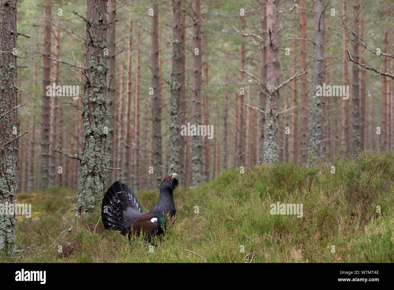 Männliche Auerhahn (Tetrao urogallus) Anzeigen im Kiefernwald, Cairngorms National Park, Schottland, März 2012. Stockfoto