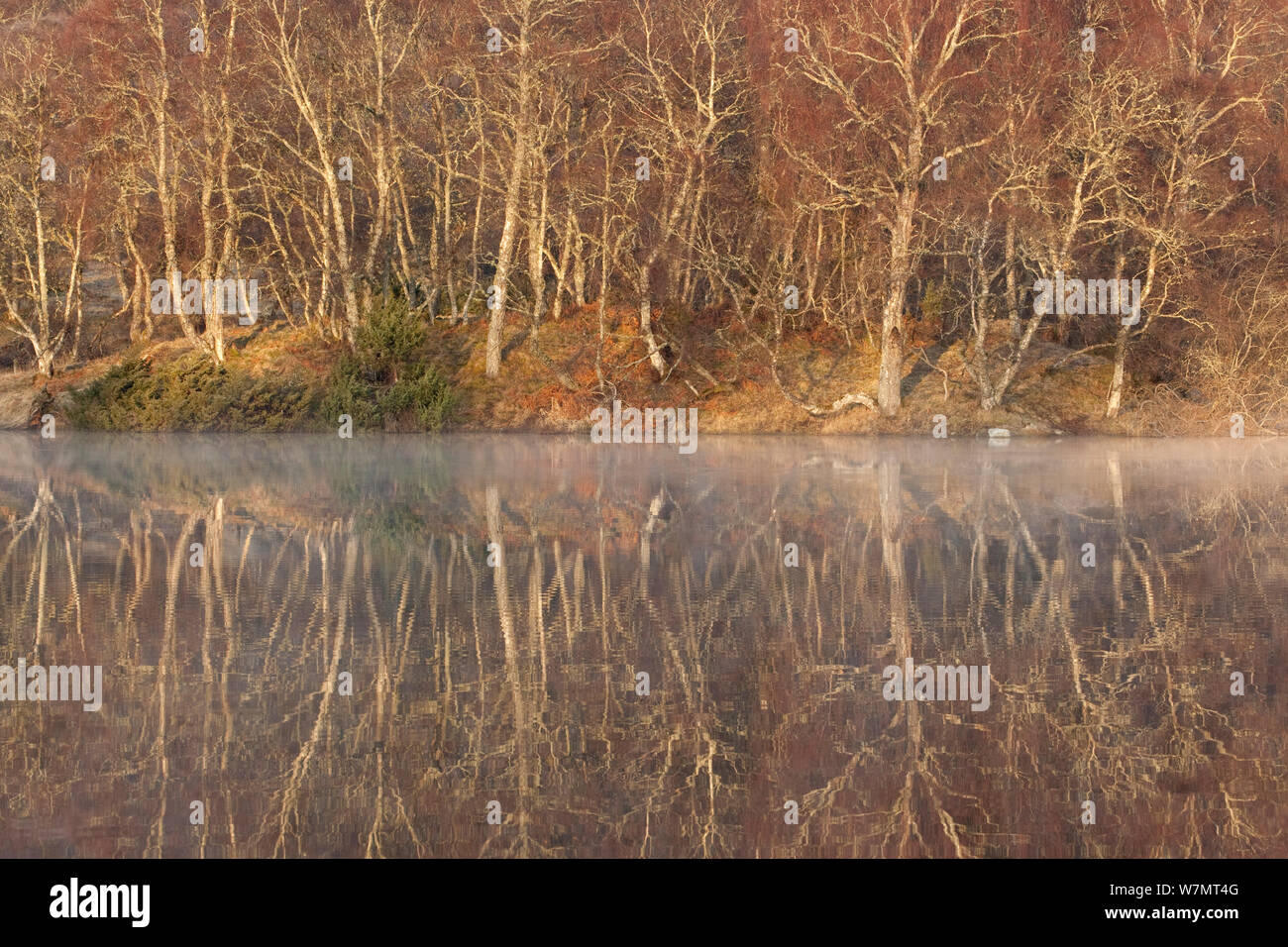 Birke Wald Reflexionen in der Morgendämmerung im Loch Vaa, Schottland, März 2012. Stockfoto