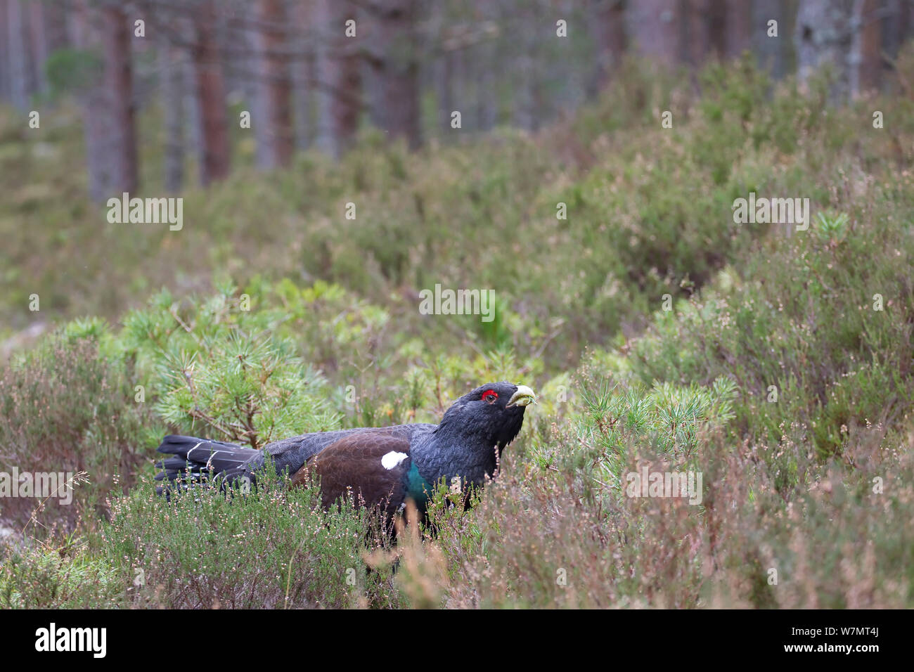 Männliche Auerhahn (Tetrao urogallus) Fütterung in einem Pinienwald, Cairngorms National Park, Schottland, März 2012. Stockfoto