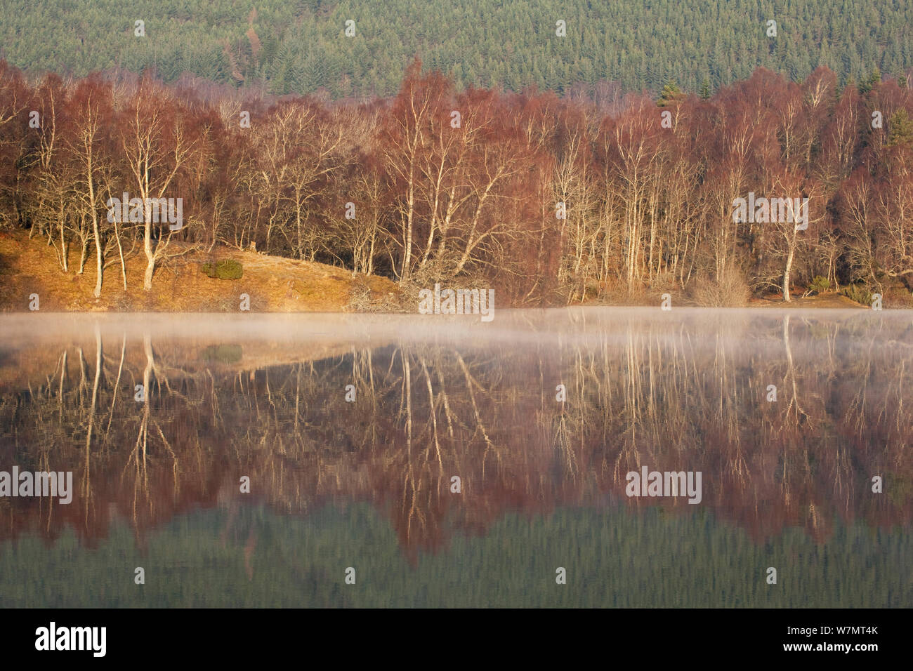 Birke Wald Reflexionen in der Morgendämmerung im Loch Vaa, Schottland, März 2012. Stockfoto