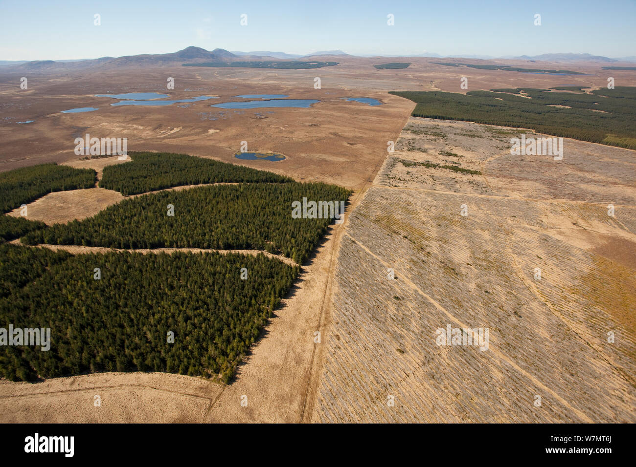 Luftaufnahme von Blöcken der Forstwirtschaft Plantage auf Decke gepflanzt bog, zusammen mit Auslichten, Forsinard, Caithness, Schottland, UK, Mai. Stockfoto