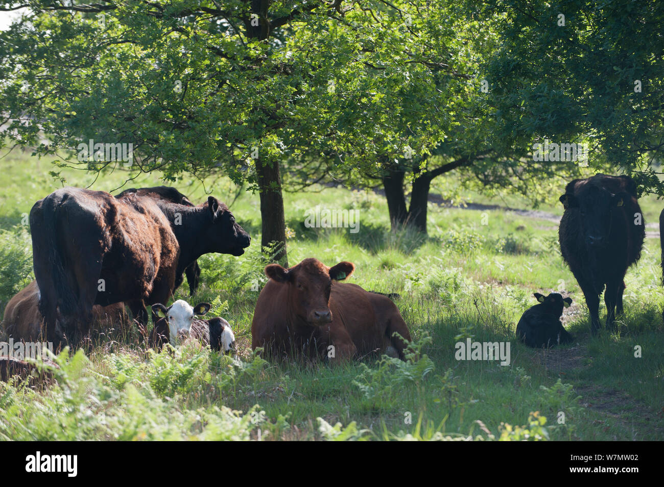 Dexter und Luing Rinder grasen im Caesar's Camp, Flotte, England, UK, Mai Stockfoto