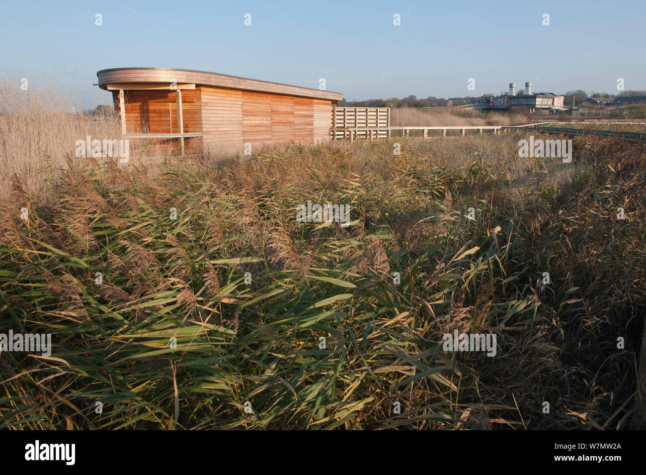 Vogel bei Rainham Marshes RSPB Reservat, Essex, England, UK, November verstecken. Stockfoto