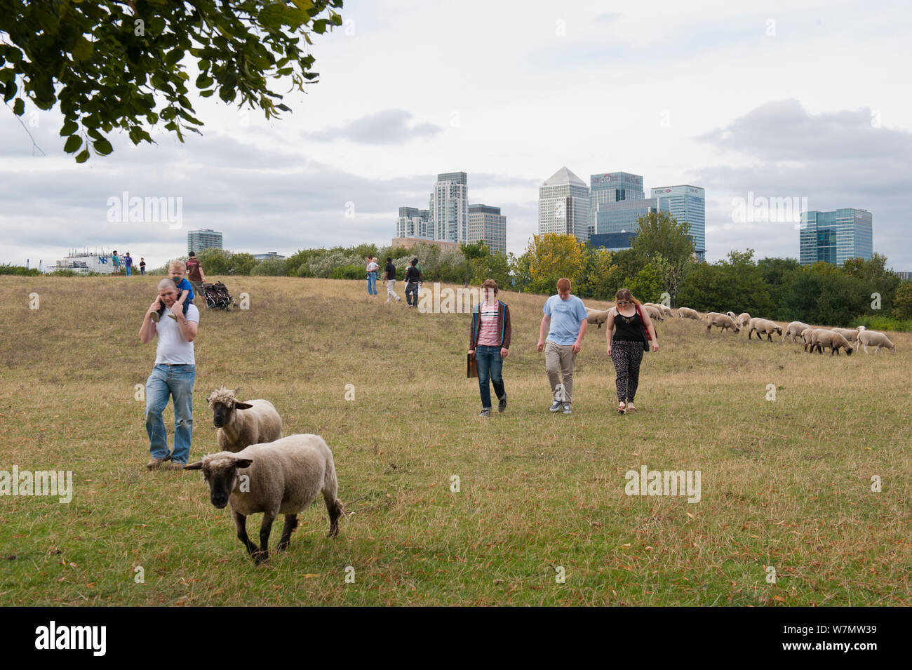Menschen zu Fuß durch städtische Schafe auf der Weide mit inländischen Schafe (Ovis aries), Mudchute Farm, Isle of Dogs, London, UK, August Stockfoto