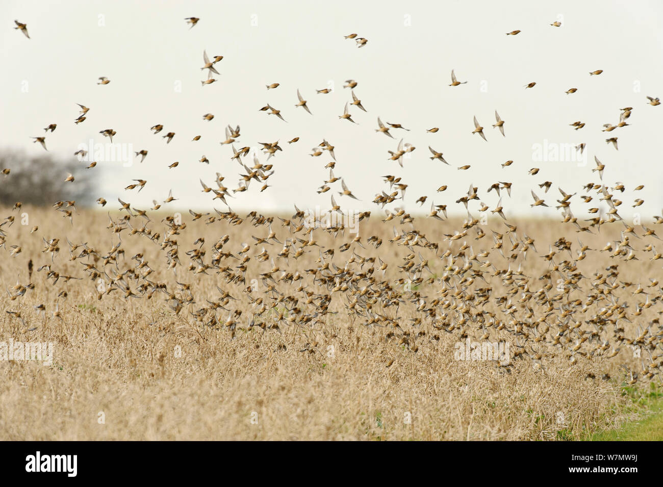Herde Hänflinge (Carduelis cannabina) fliegen nach der Fütterung auf Erhaltung des Ernteguts für Ackerland Vögel gewachsen, elmley Naturschutzgebiet, Kent, England, UK, Februar. Stockfoto