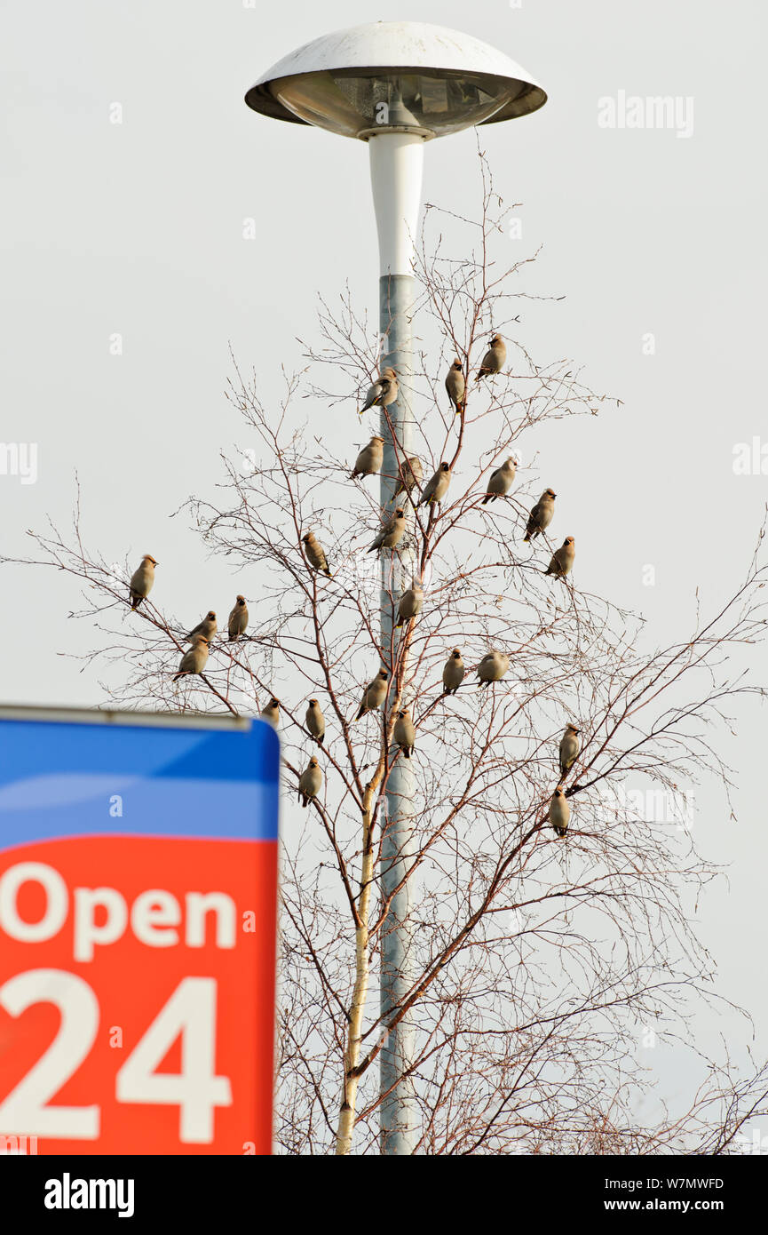 Herde von Waxwings (Bombycilla garrulus) in einem Baum in einem Supermarkt Parkplatz, Whitstable, Kent, England, UK thront, Januar Stockfoto