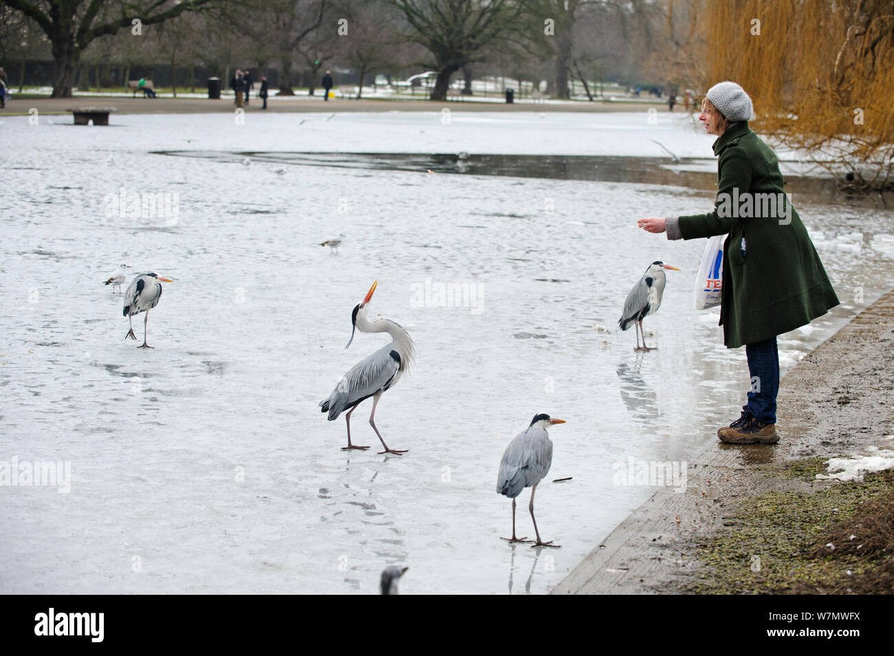 Frau am Ufer eines gefrorenen See, Ernährung einer Gruppe der Graureiher (Ardea cinerea), Regents Park, London, England, UK, Februar. Model Released. Stockfoto