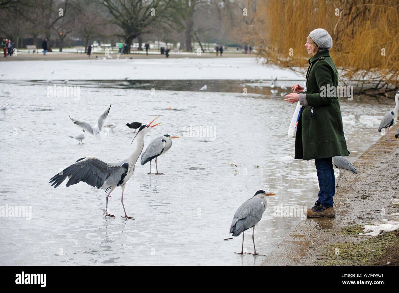 Frau am Ufer eines gefrorenen See, Ernährung einer Gruppe der Graureiher (Ardea cinerea), Regents Park, London, England, UK, Februar. Model Released. Stockfoto