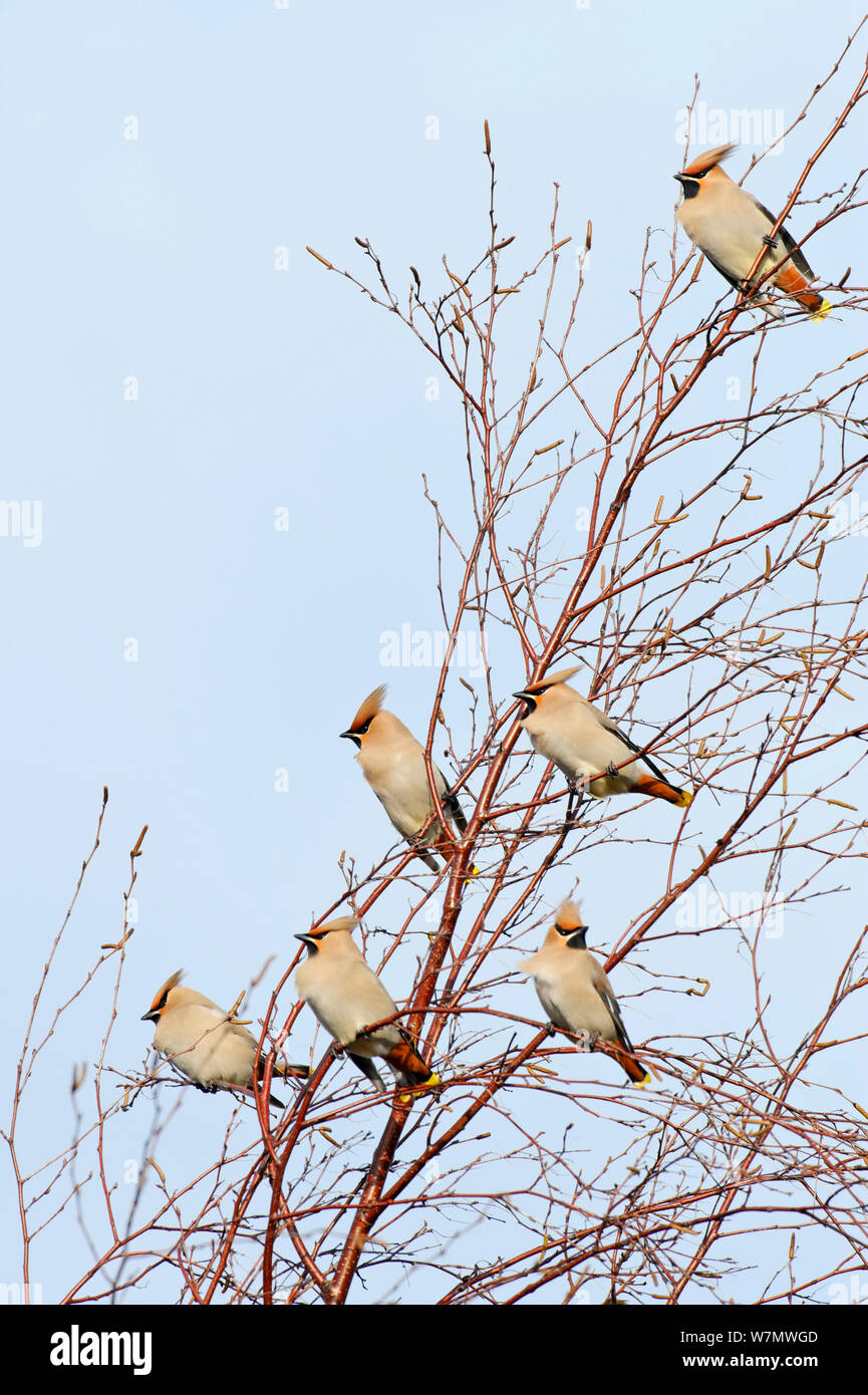 Herde von Waxwings (Bombycilla garrulus) in einen Baum, Whitstable, Kent, England, UK thront, Januar Stockfoto