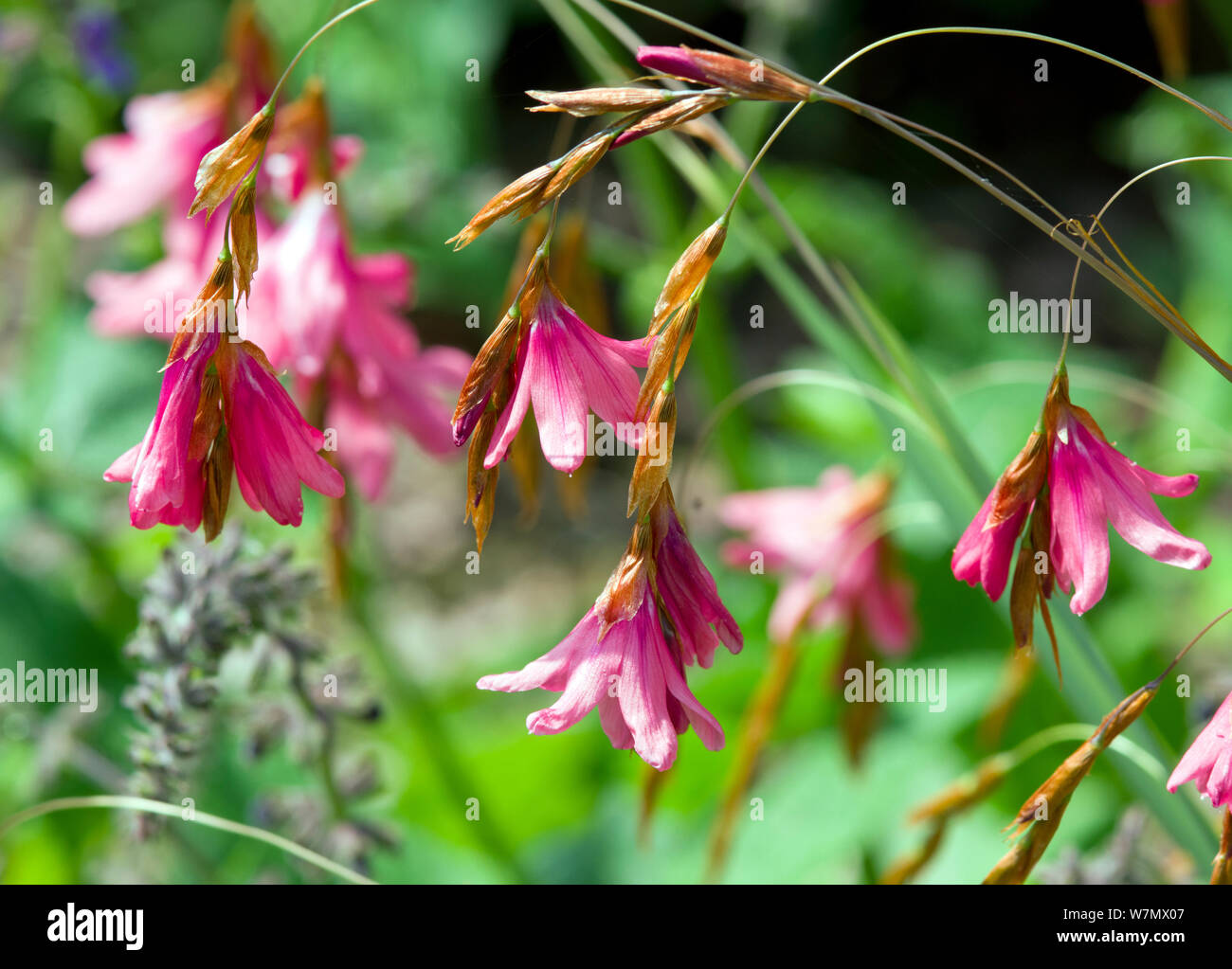 Dierama pulcherrimum "Puck" Stockfoto