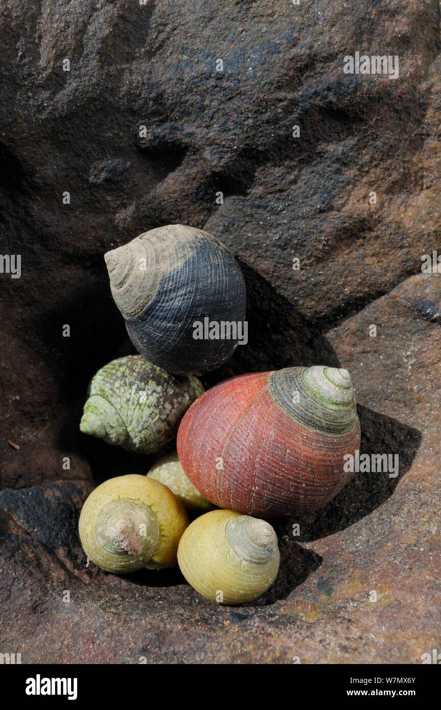 Gemeinsame strandschnecken (Littorina liitorea) entlang der gelben und braunen Grobe strandschnecken (Littorina Saxatilis) eingebettet in einer Felsspalte in Sandstein Felsen bei Ebbe, Crail, Pfeife, Juli Stockfoto